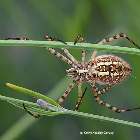 A banded garden spider (Argiope trifasciata) straddling lavender stems. (Photo by Kathy Keatley Garvey)