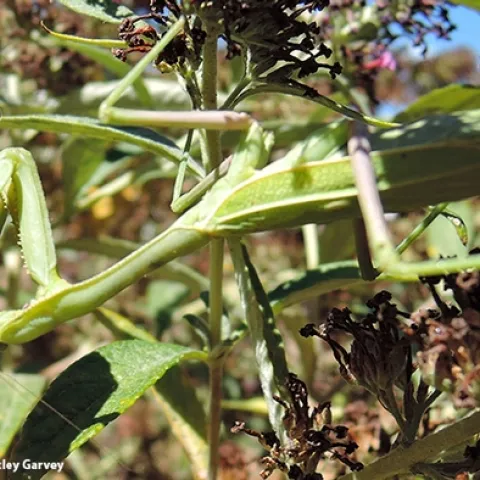 A praying mantis nails a monarch butterfly on a butterfly bush. (Photo by Kathy Keatley Garvey(