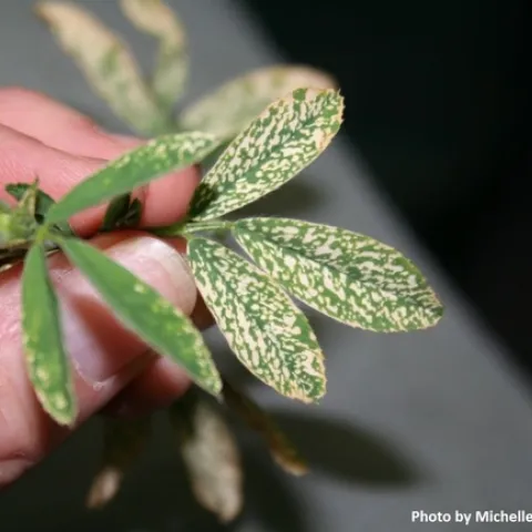 Potassium (K) deficiency in alfalfa exhibits white spots on the leaves.