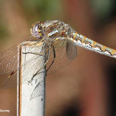 A wind-whipped female variegated meadowhawk, a Sympetrum corruptum. (Photo by Kathy Keatley Garvey)
