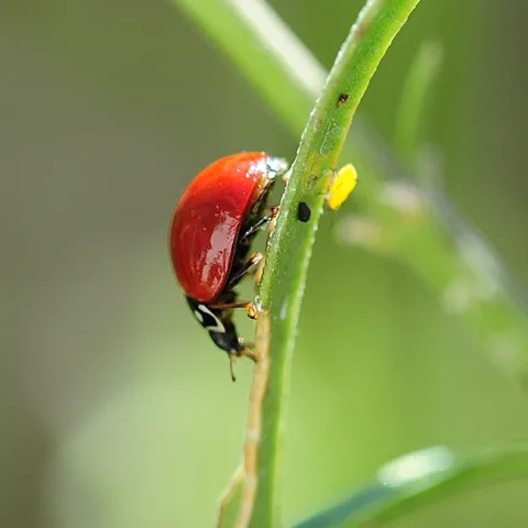 A lady beetle munching on an aphid while another aphid (far right) looks on. (Photo by Kathy Keatley Garvey)