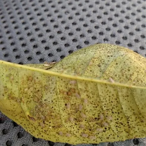 lace bugs and damage