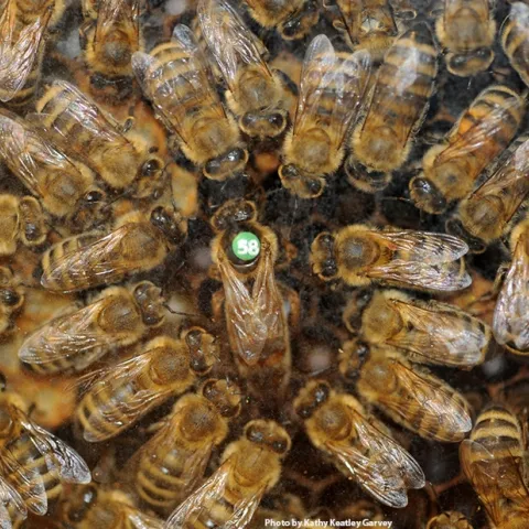 A queen bee circled by her retinue. (Photo by Kathy Keatley Garvey)