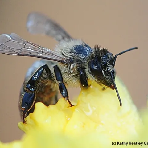 Honey bee caught in the storm attempts to dry off. (Photo by Kathy Keatley Garvey)