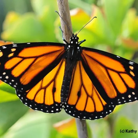 A newly released (Oct. 23) male monarch butterfly lands on a ginkgo tree. (Photo by Kathy Keatley Garvey)