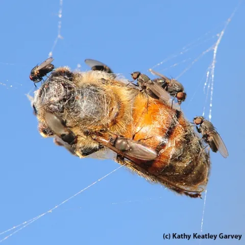 Freeloader flies, from family Milichiidae, crowd the carcass of a honey bee trapped in a web. (Photo by Kathy Keatley Garvey)