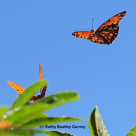 Gulf Fritillaries in a "Butterfly Ballet." (Photo by Kathy Keatley Garvey)