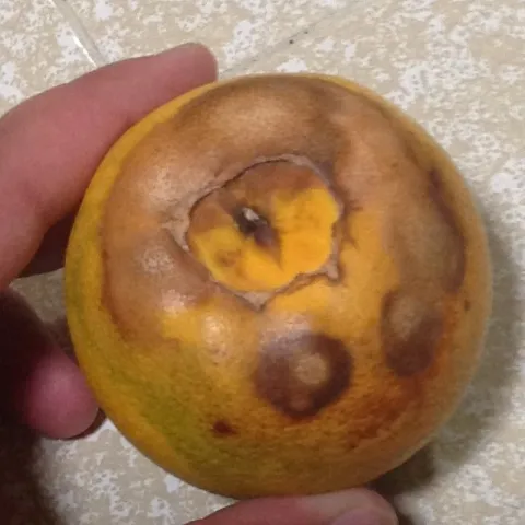 blossom end rot lemon