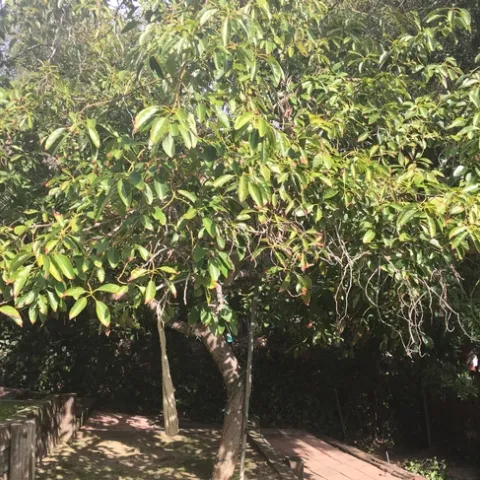 avocado tree