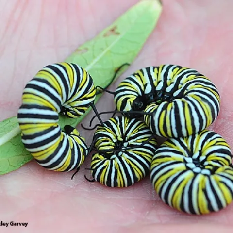 A handful of monarch caterpillars from one narrow-leafed milkweed plant. (Photo by Kathy Keatley Garvey)