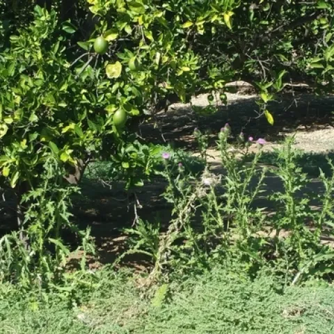 citrus weeds 2