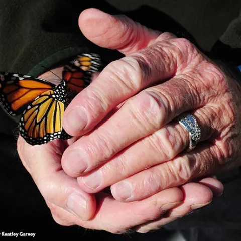 Moment of freedom--a female monarch is released. (Photo by Kathy Keatley Garvey)