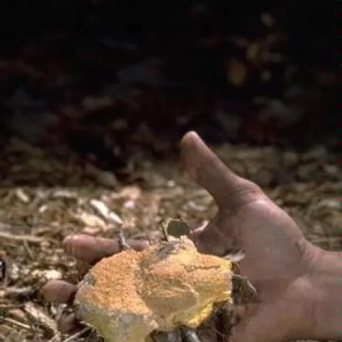 dog vomit slime mold