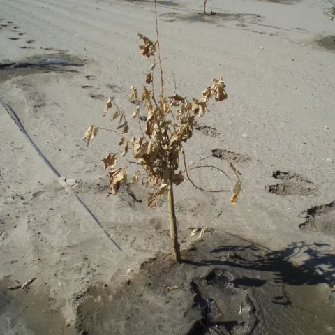 freeze damage citrus 3