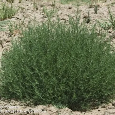 Russian thistle, mature plant