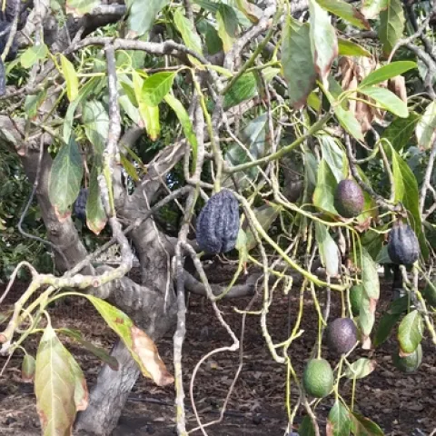 avocado shrivelled canopy