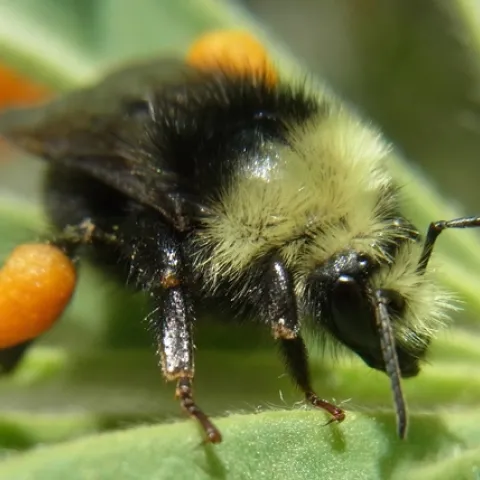 bombus bee
