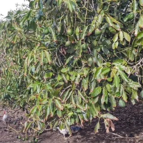 avocado drought canopy