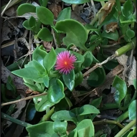 Healthy red apple ice plant-Heather Scheck