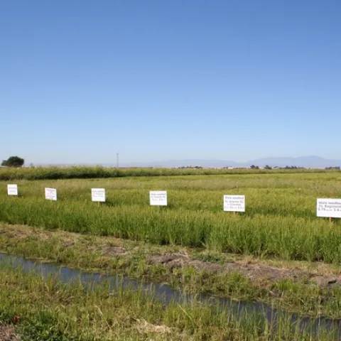 2008 Field tour Aug 21 Stale seedbed