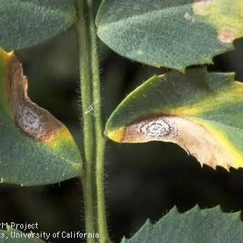 Garbanzo leaves with brown lesions and concentric circles of spores.