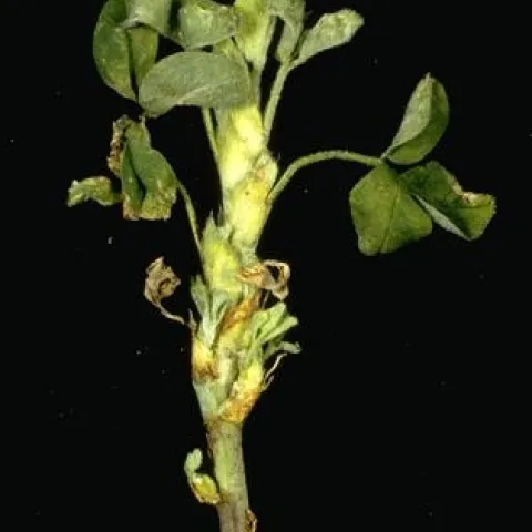 Shortened internodes and swollen buds of alfalfa with stem nematode.