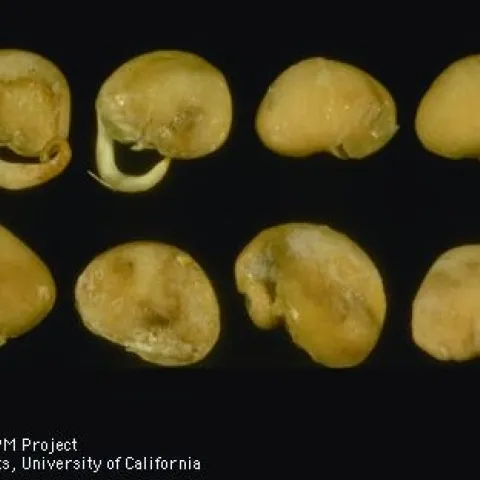 Bean seeds rotting from Pythium rot infestation.