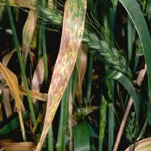 Yellow and brown lesions on wheat leaves.