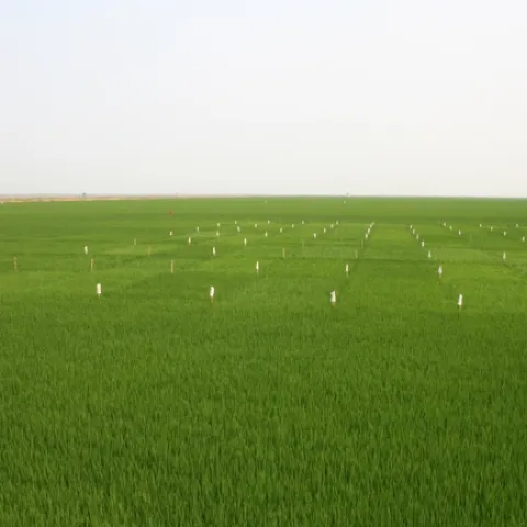 Yolo County var trial July 11