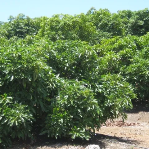 avocado center pruned