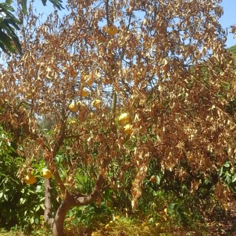 dry root rot grapefruit canopy