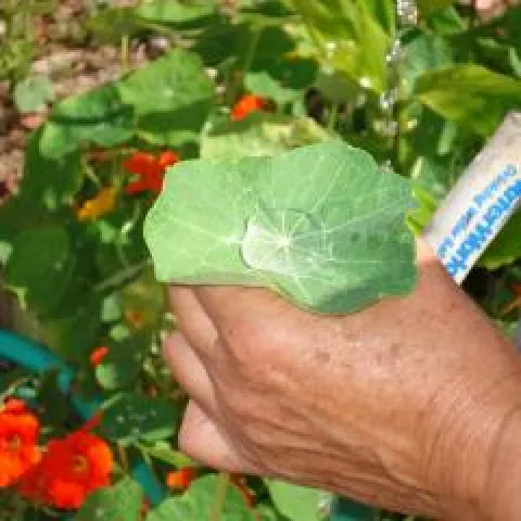 Creating 'silver water' in a nasturtium leaf
