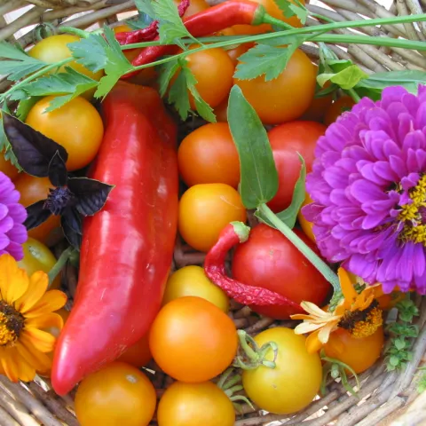 Purple zinnias with summer veggies, David Giroux MG