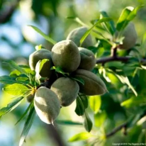 Almonds on tree