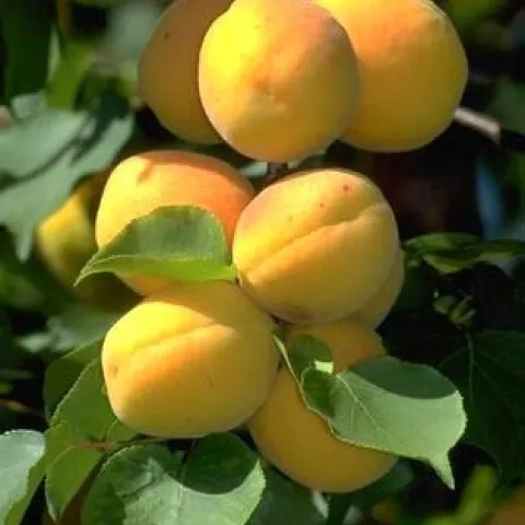 Apricots on tree