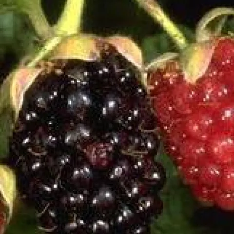 Ripe and unripe blackberry on plant
