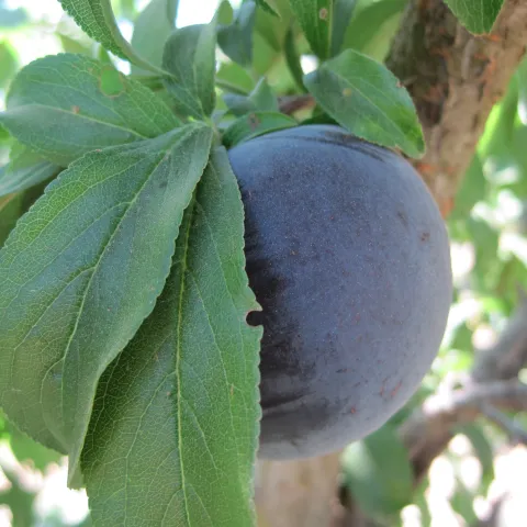 Plum on tree