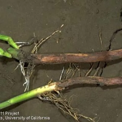 Red lesions on bean roots.
