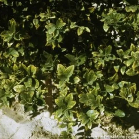 soil salinity irrigation