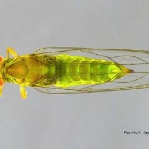 FLRP-Adult dorsal view-Gevork Arakelian