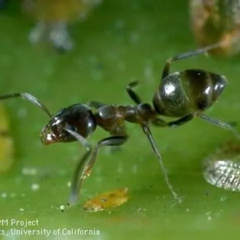 aRGENTINE ANT