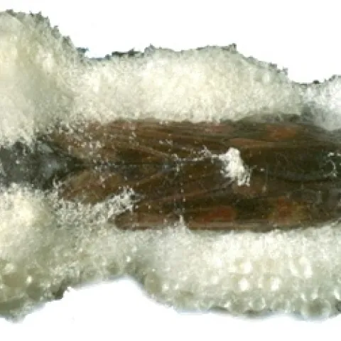 GWSS killed by Beauveria bassiana-Dara