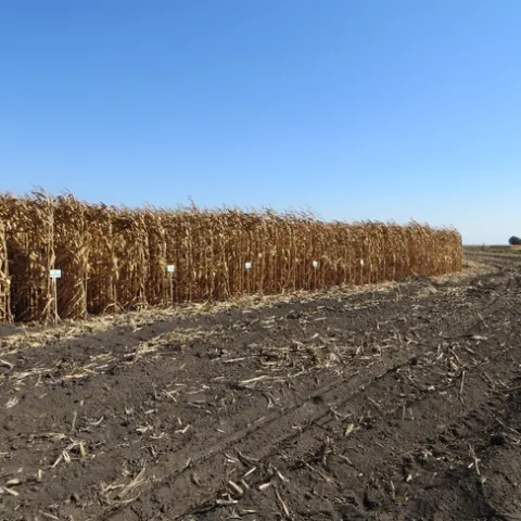 Rows of field corn with variety name signage.