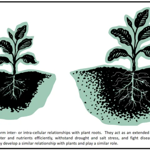 Mycorrhizae-Surendra Dara