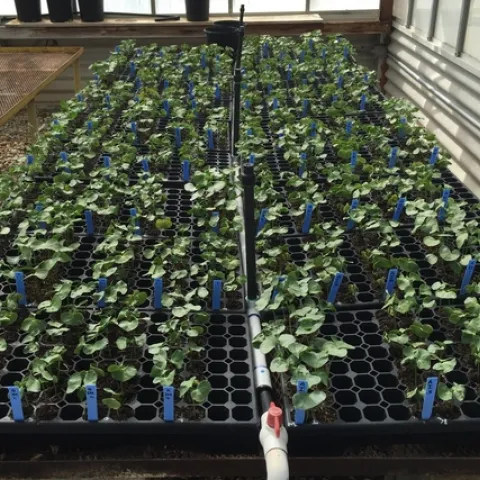 Cotton-Fusarium-Beneficial microbes-2WAP