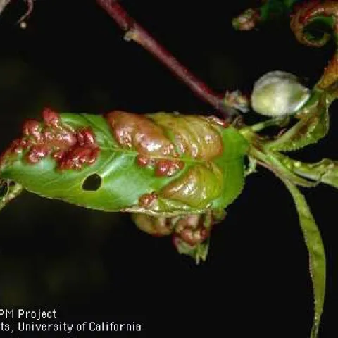 peach leaf curl