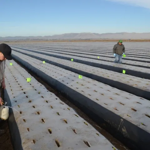 20131203 Bb treatment to strawberry plants