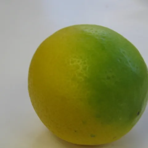 citrus greening