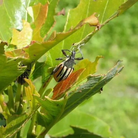 Diaprepes Florida damage