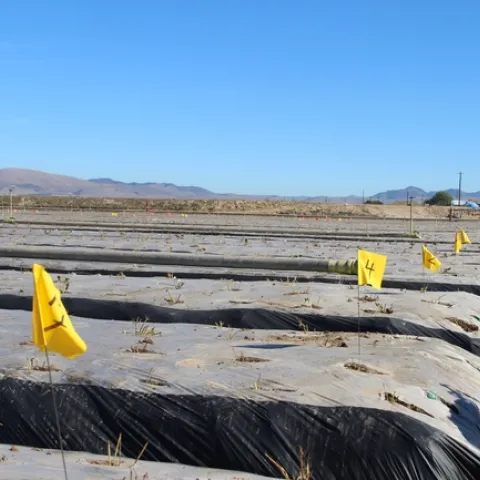 After transplantation